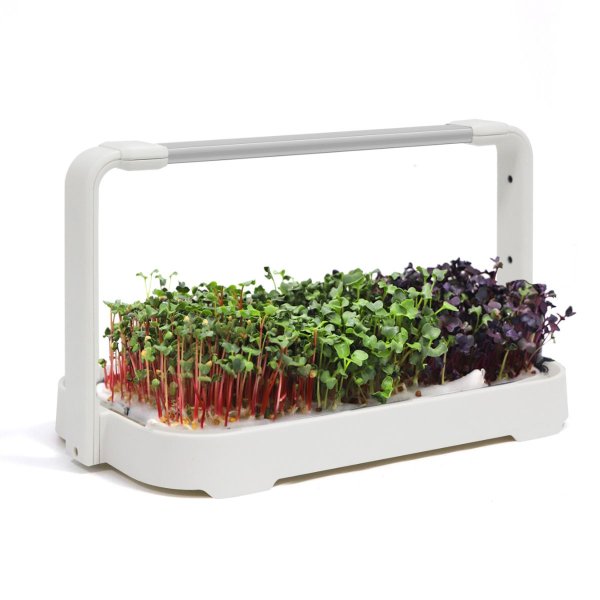 Zoom bild av Urban Root Grove White