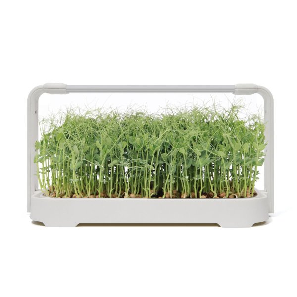 Zoom bild av Urban Root Grove White