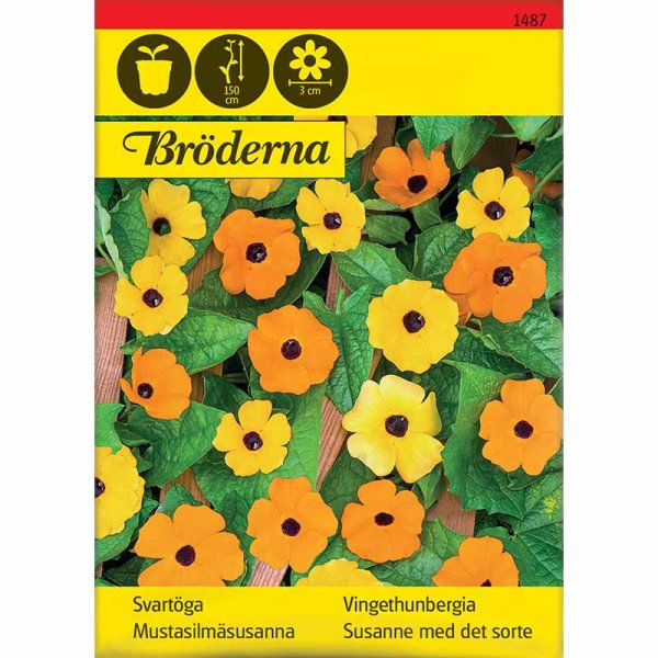 Svartöga blandade färger