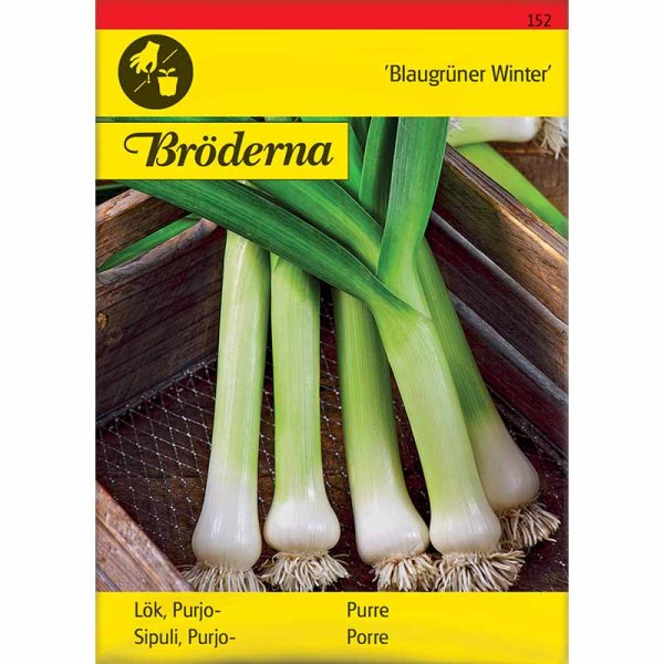Purjolök 'Blaugrüner Winter'