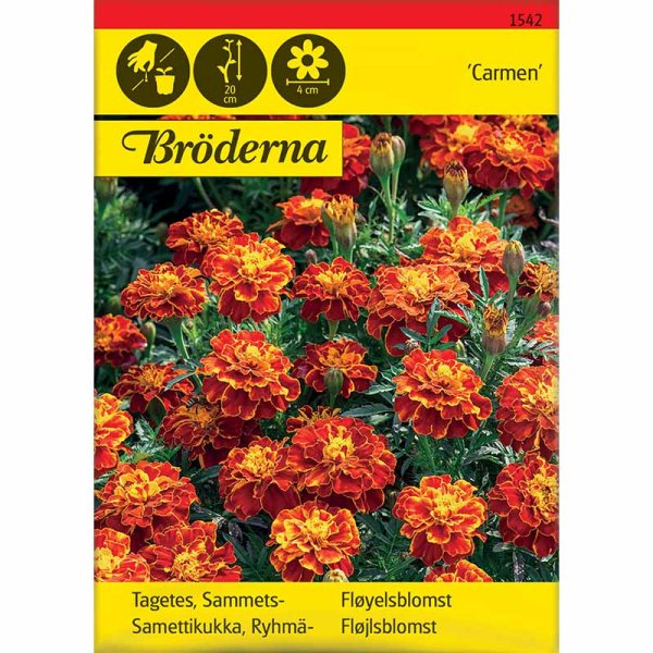 Sammetstagetes 'Carmen'