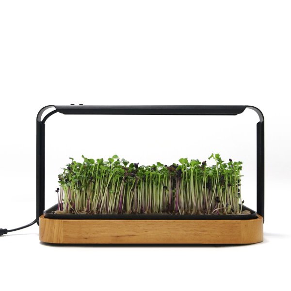 Zoom bild av Urban Root Grove Oak