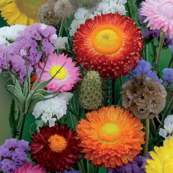 Blomsterblandning eterneller