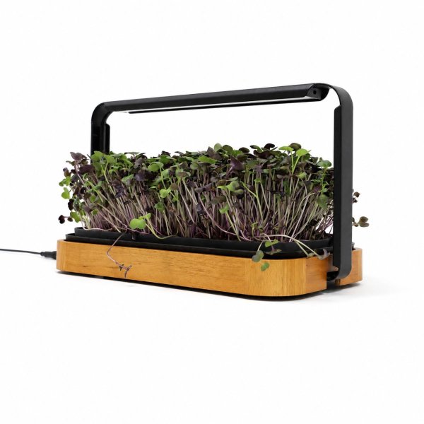 Zoom bild av Urban Root Grove Oak