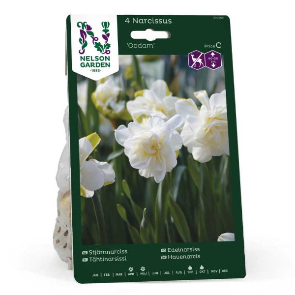Stjärnnarciss 'Obdam'