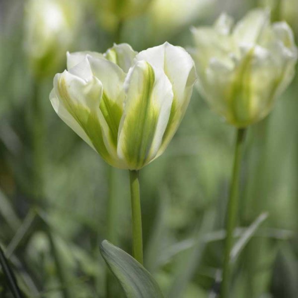 Grönbandad Tulpan 'Spring Green'
