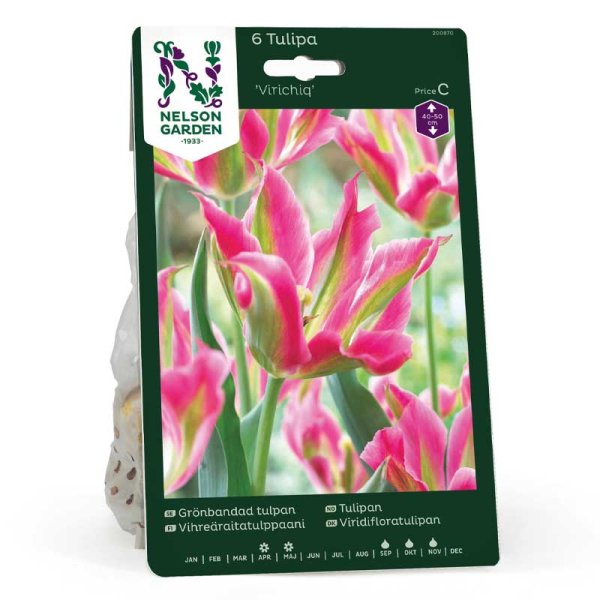 Grönbandad 'Tulpan Virichig'