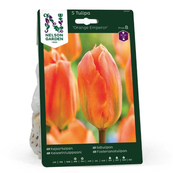 Kejsartulpan 'Orange Emperor'