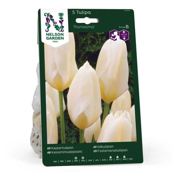 Kejsartulpan 'Purissima'