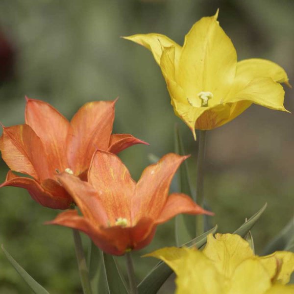 Liljetulpan 'Vendee Globe'