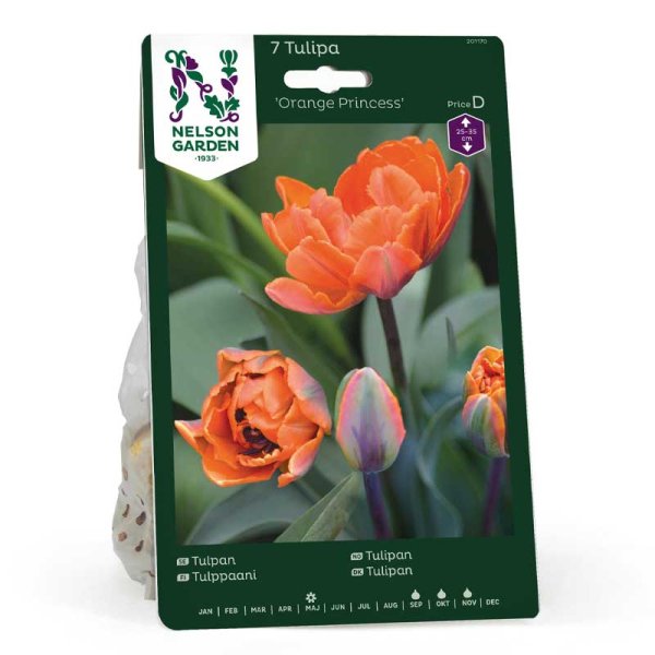 Tulpan 'Orange Princess'