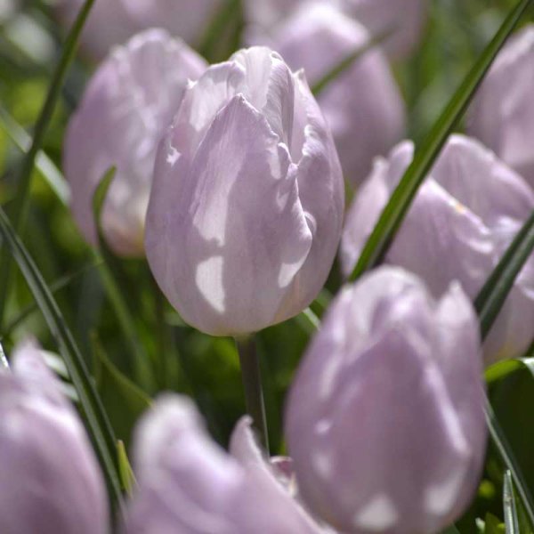Tulpan 'Candy Prince'