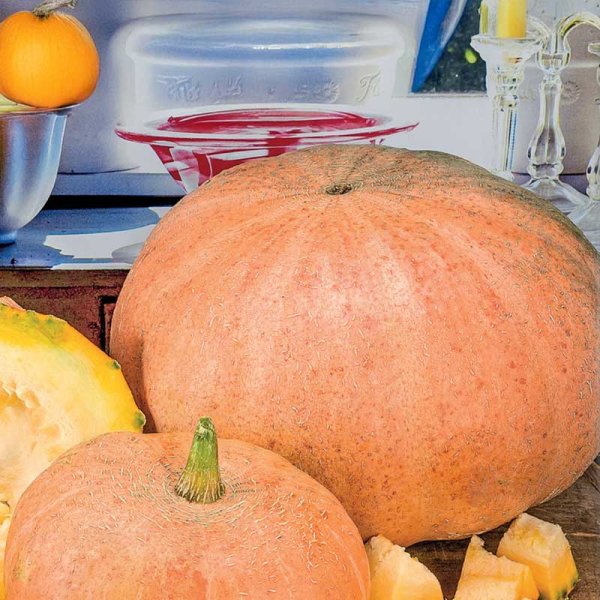 Jättepumpa 'Gele Reuzen'