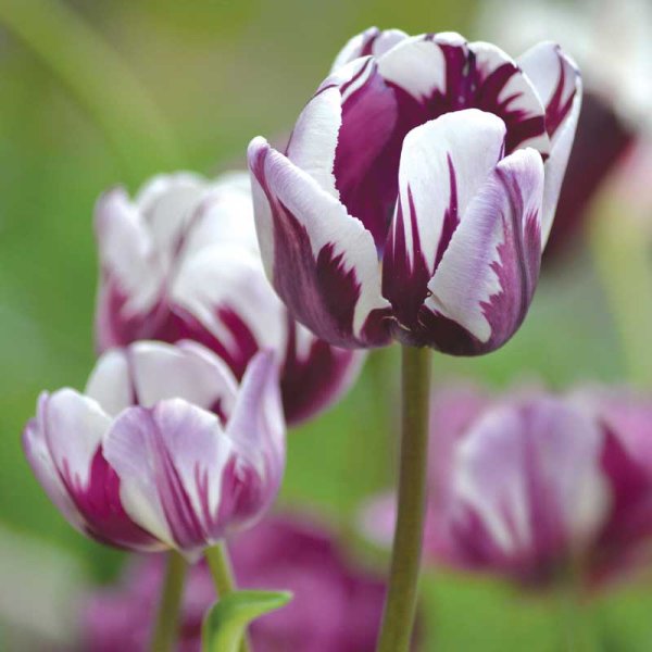 Triumftulpan 'Flaming Flag'