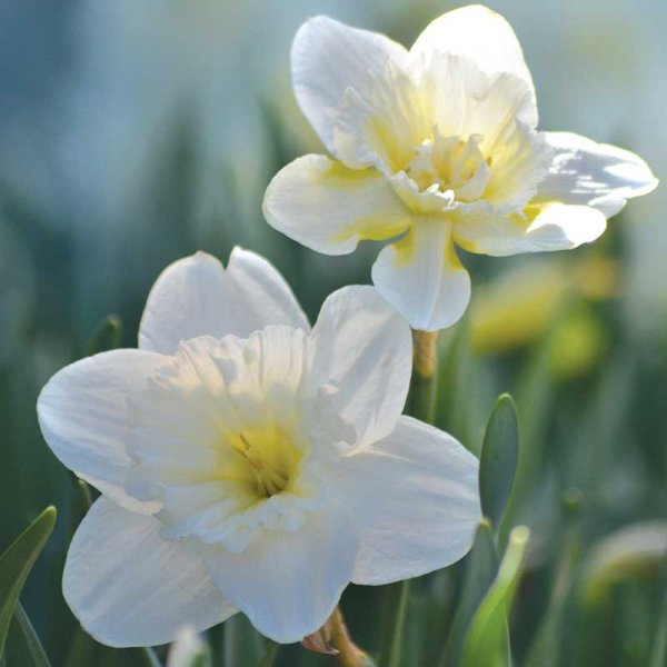 Påsklilja 'Mount Hood'