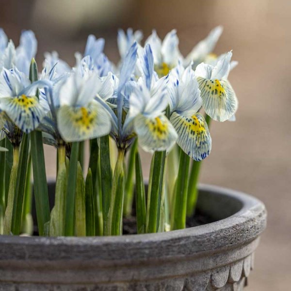 Våriris 'Katharine Hodgkin'