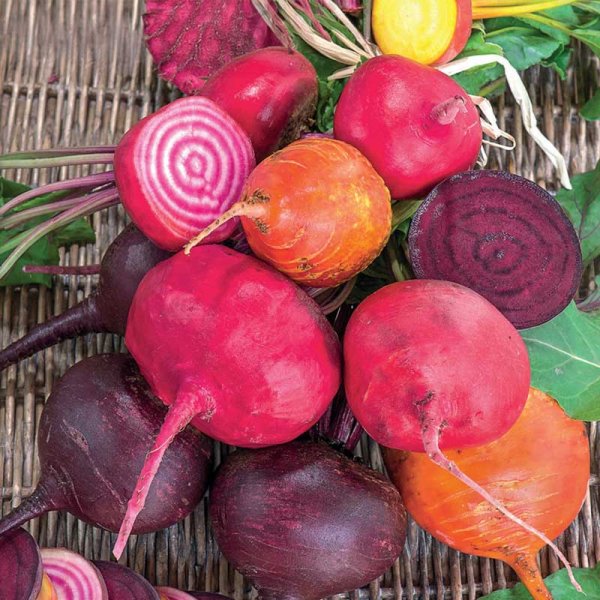 Rödbeta 'Hullahoop mix'