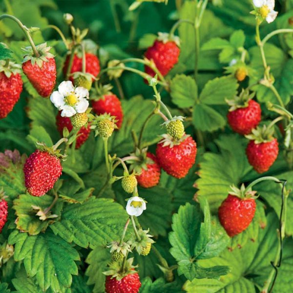 Månadssmultron 'Rügen'