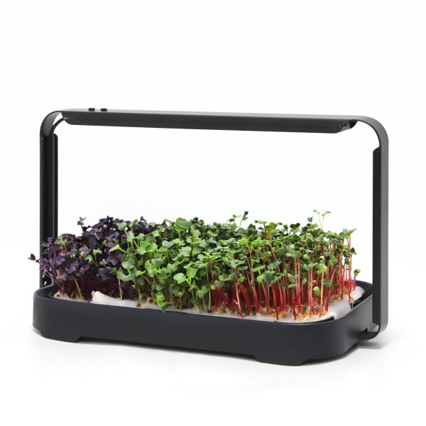 Zoom bild av Urban Root Grove Black