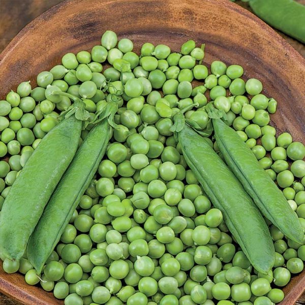 Märgärt 'Alderman'