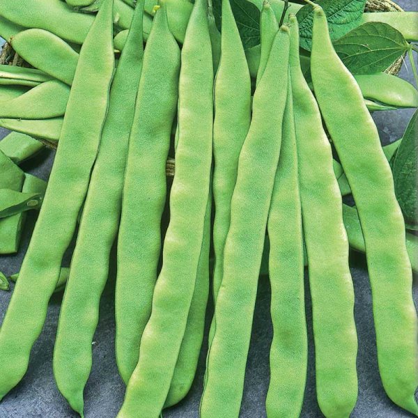 Skärböna 'Admires'