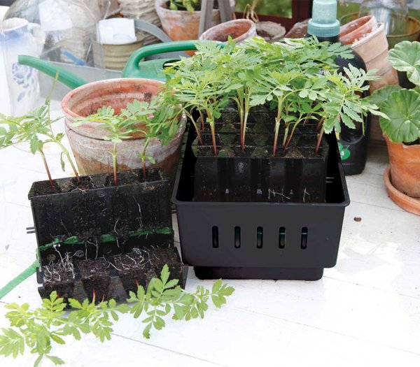 Minidrivhus Rootmaster Svart