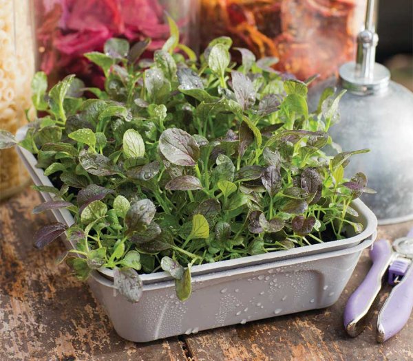 Minidrivhus Micro Leaf Box