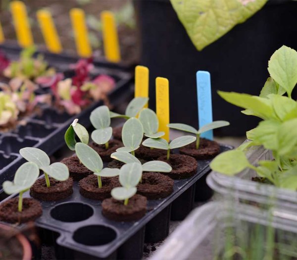 Odlingsstickor med penna 40 st