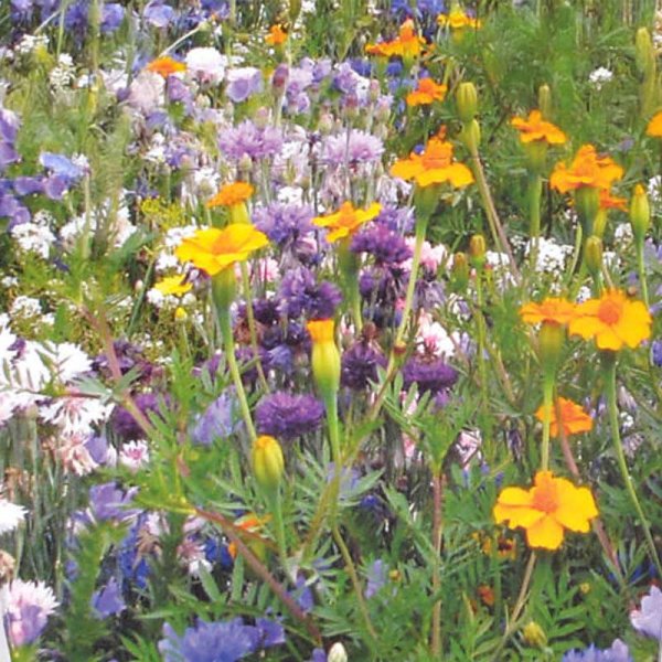 Blommor för nyttoinsekter