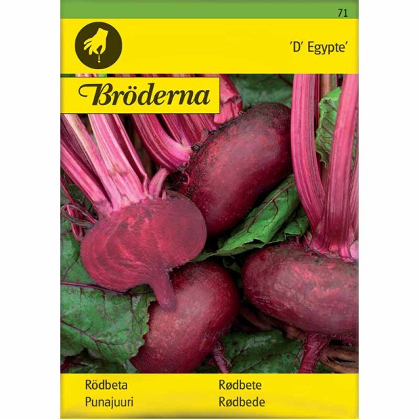 Rödbeta 'D' Egypte'