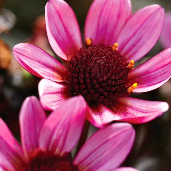 Enkel trädgårdsdahlia 'Pretty Woman'
