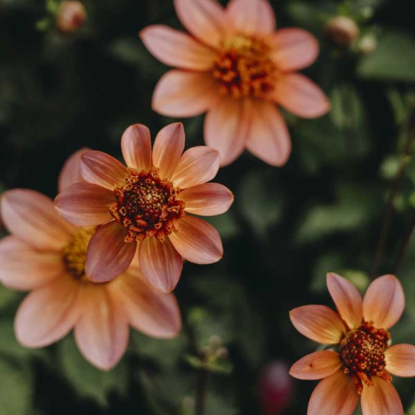 Anemondahlia 'Totally Tangerine'