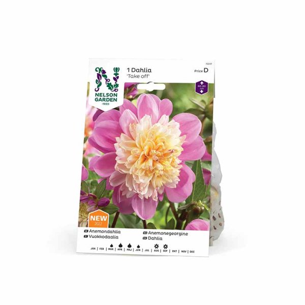 Anemondahlia 'Take off'