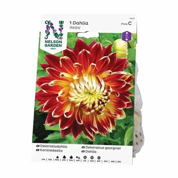 Dekorativdahlia 'Akita'