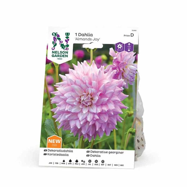 Dekorativdahlia 'Almands Joy'