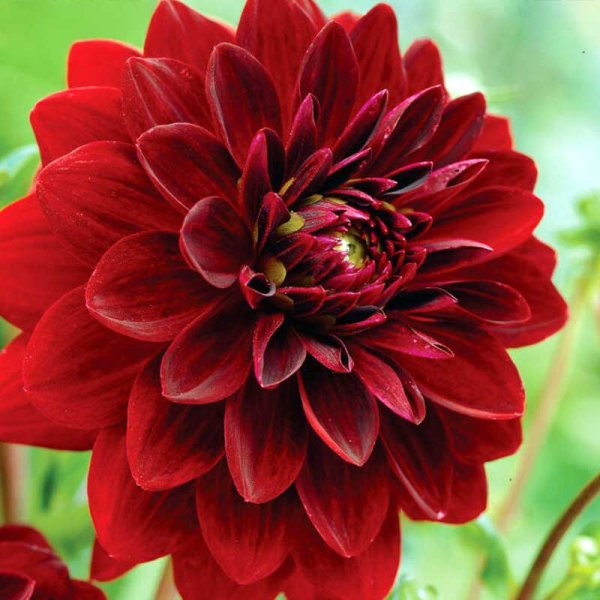 Dekorativdahlia 'Arabian Night'