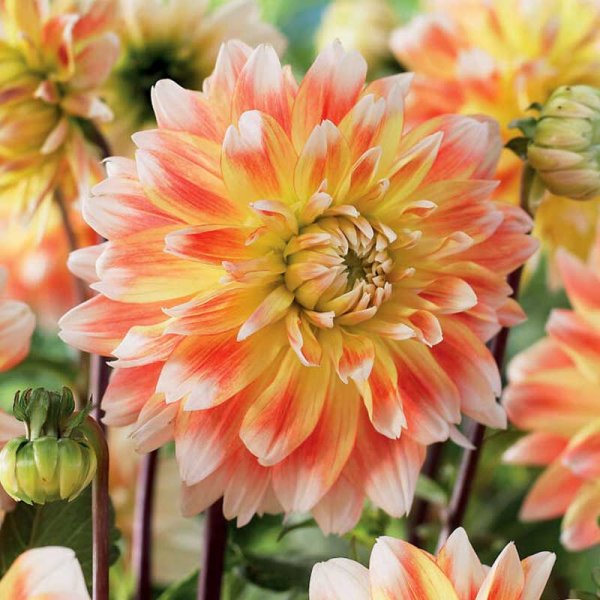 Dekorativdahlia 'Peaches n' Cream'
