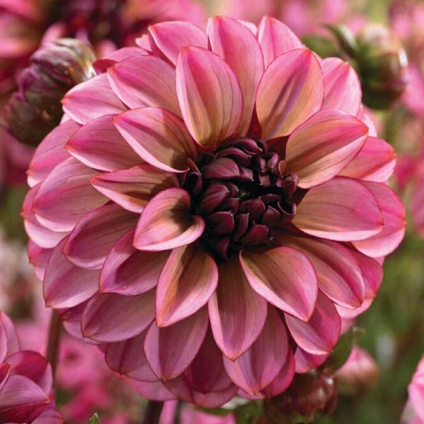 Dekorativdahlia 'Seniors Hope'