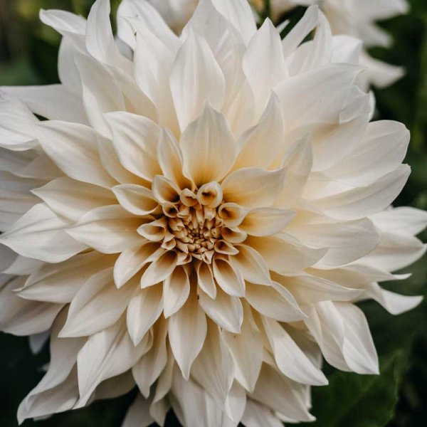 Dekorativdahlia 'Café au Lait'