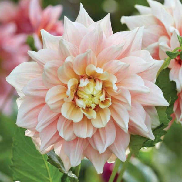 Dekorativdahlia 'Break Out'