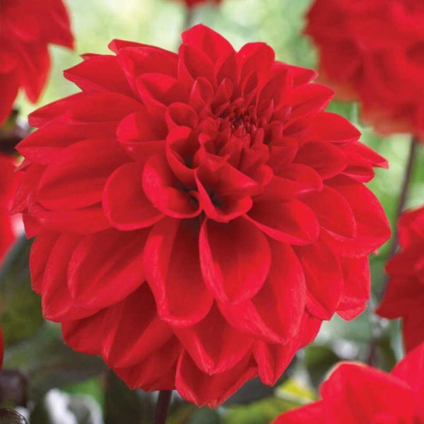 Dekorativdahlia 'Ellen Houston'