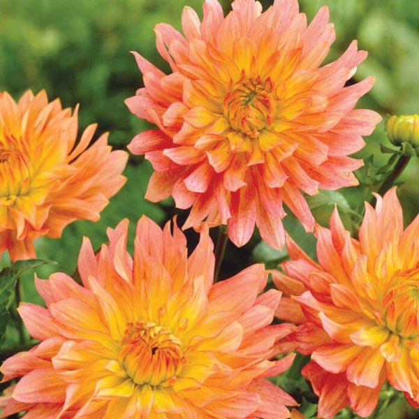 Dekorativdahlia 'Extase'