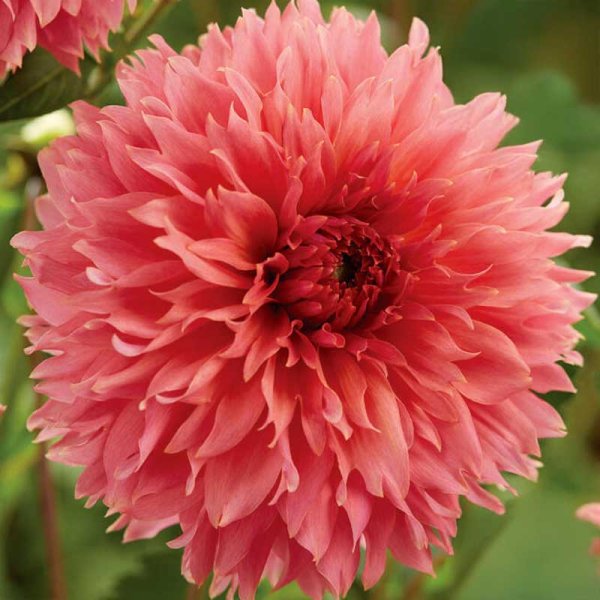 Dekorativdahlia 'Orange Fubuki'