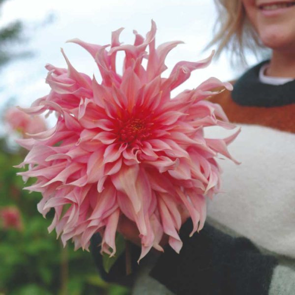 Dekorativdahlia 'Penhill Watermelon'