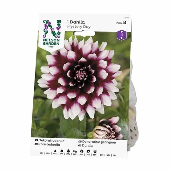 Dekorativdahlia 'Mystery Day'