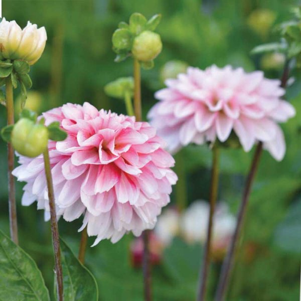 Dekorativdahlia 'Strawberry Cream'
