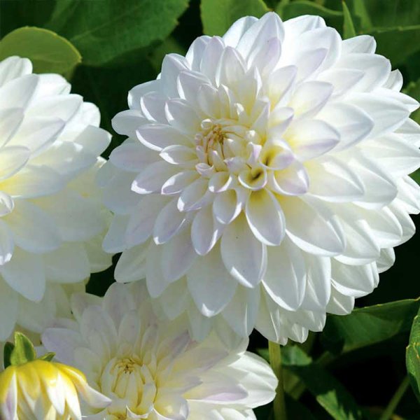 Dekorativdahlia 'Wittem'