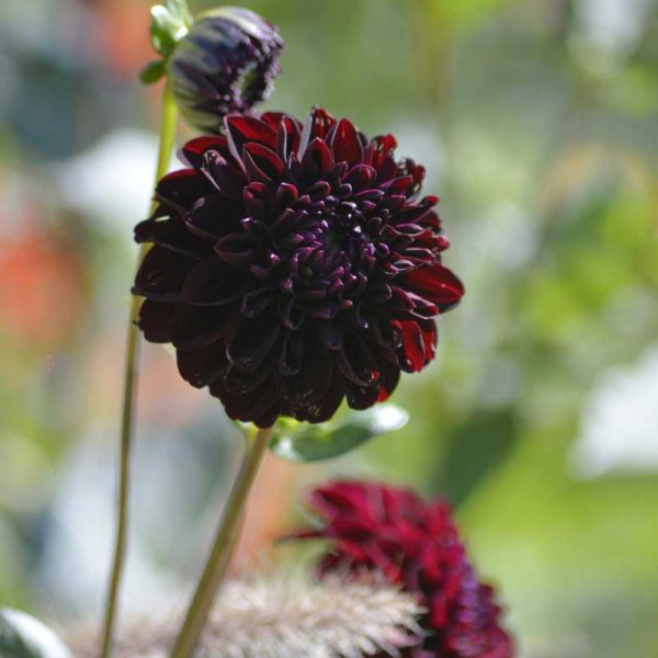 Dekorativdahlia 'La Recoleta'