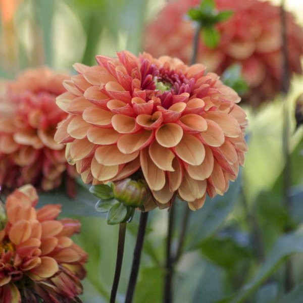 Näckrosdahlia 'American Sunset'