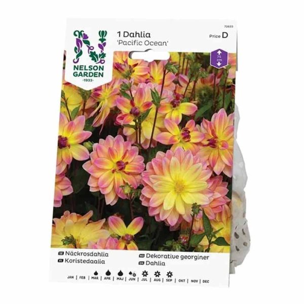 Näckrosdahlia 'Pacific Ocean'